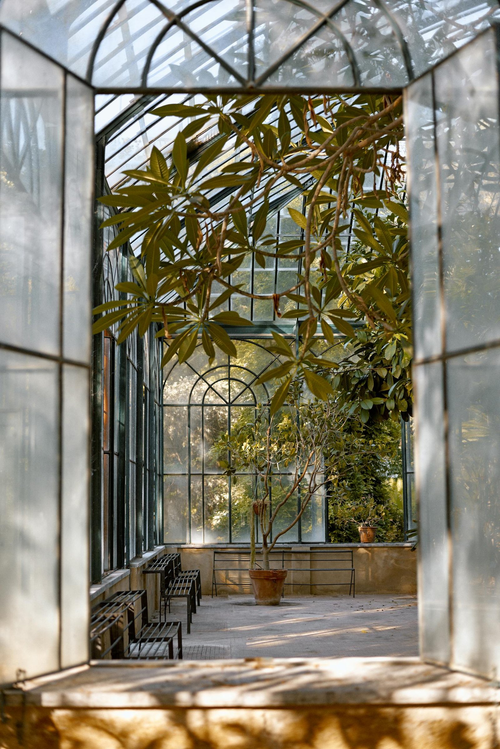 Peaceful greenhouse space with lush plants and natural light streaming through glass windows.