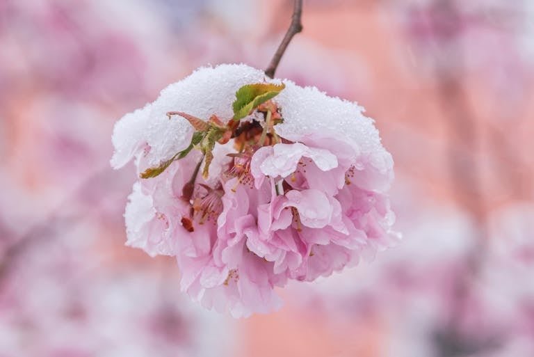Close-up of pink cherry blossoms dusted with snow, capturing the contrast of seasons.